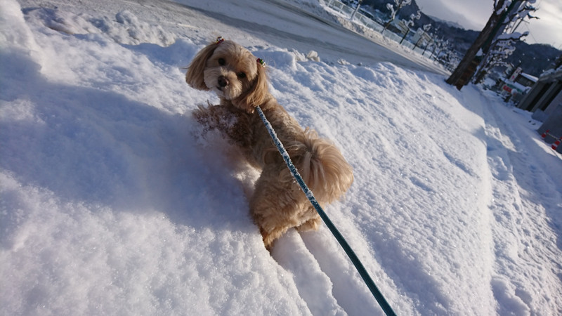 MIXのもずくちゃん お泊まりの様子