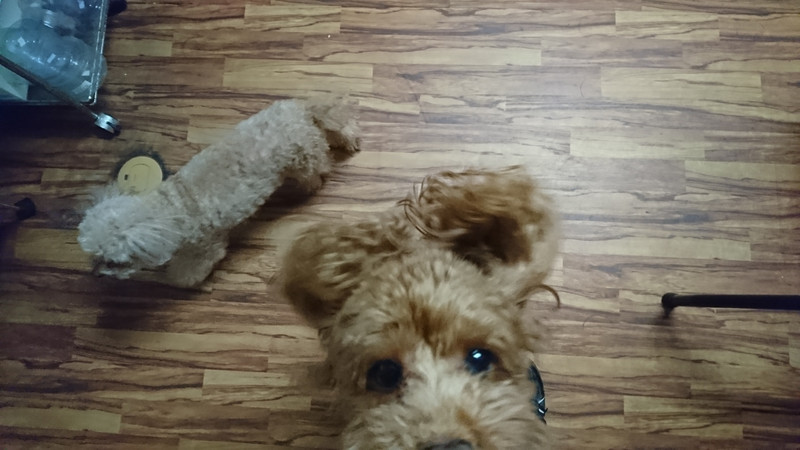 プードルのポップちゃん＆ペリーちゃん お泊まりの様子