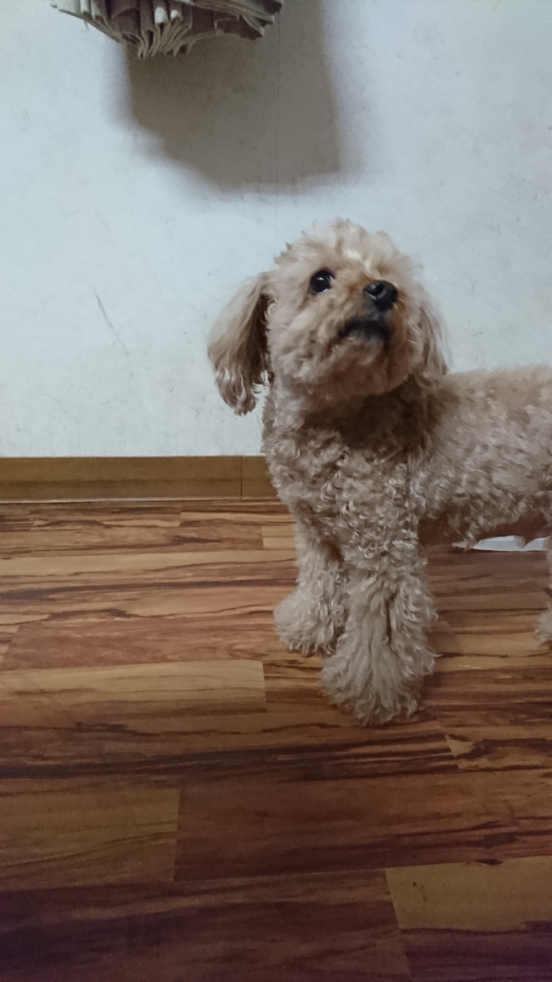 プードルのポップちゃん＆ペリーちゃん お泊まりの様子