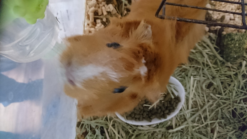 モルモットのジェイムズちゃん お泊まりの様子