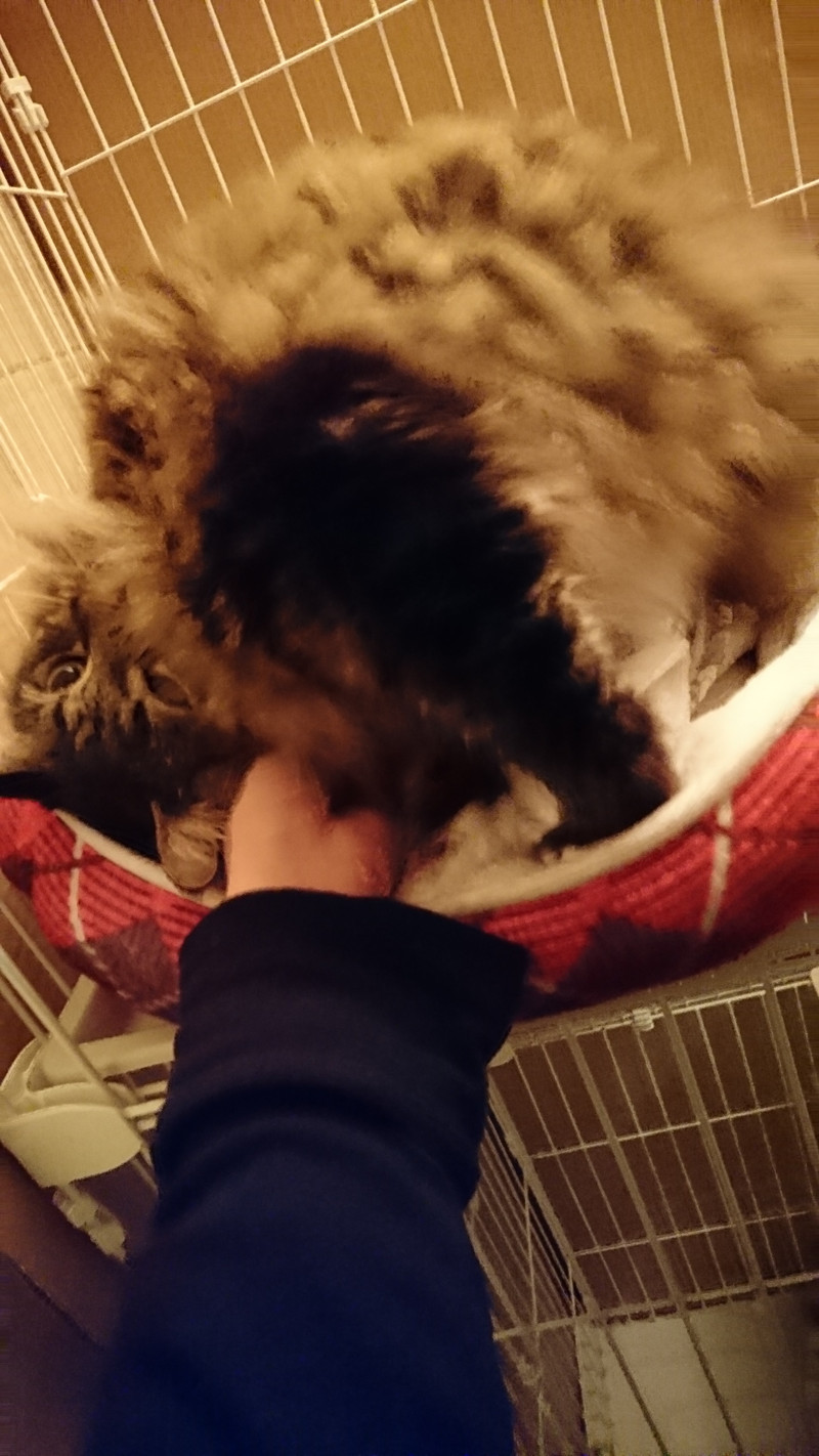 マンチカンのレオンちゃん お泊まりの様子