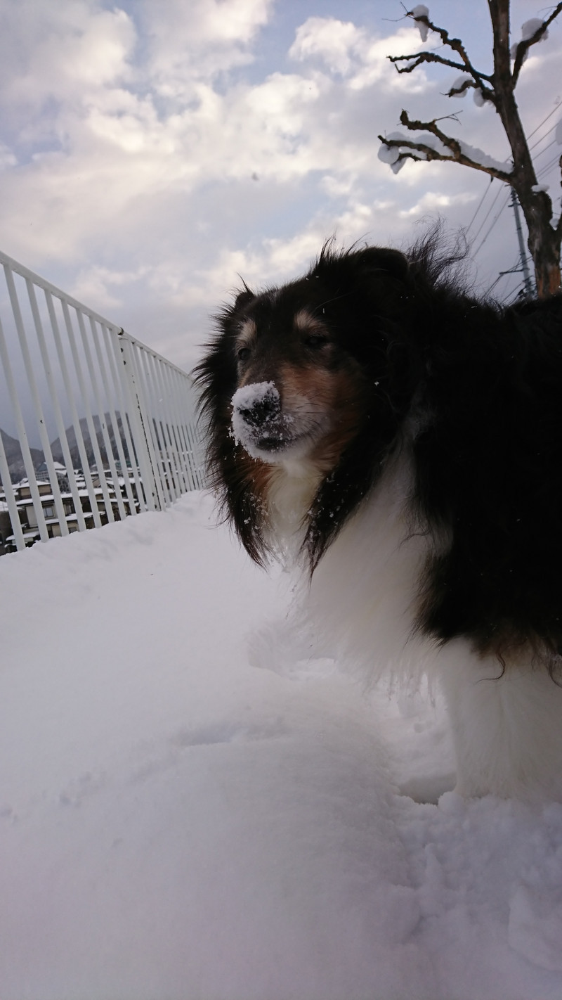 シェルティのシフォンちゃん お泊まりの様子