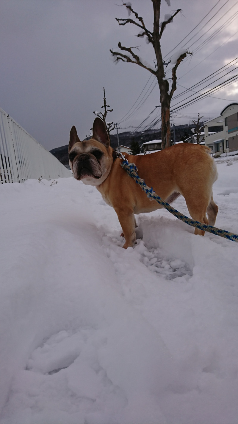フレブルのあんずちゃん お泊まりの様子