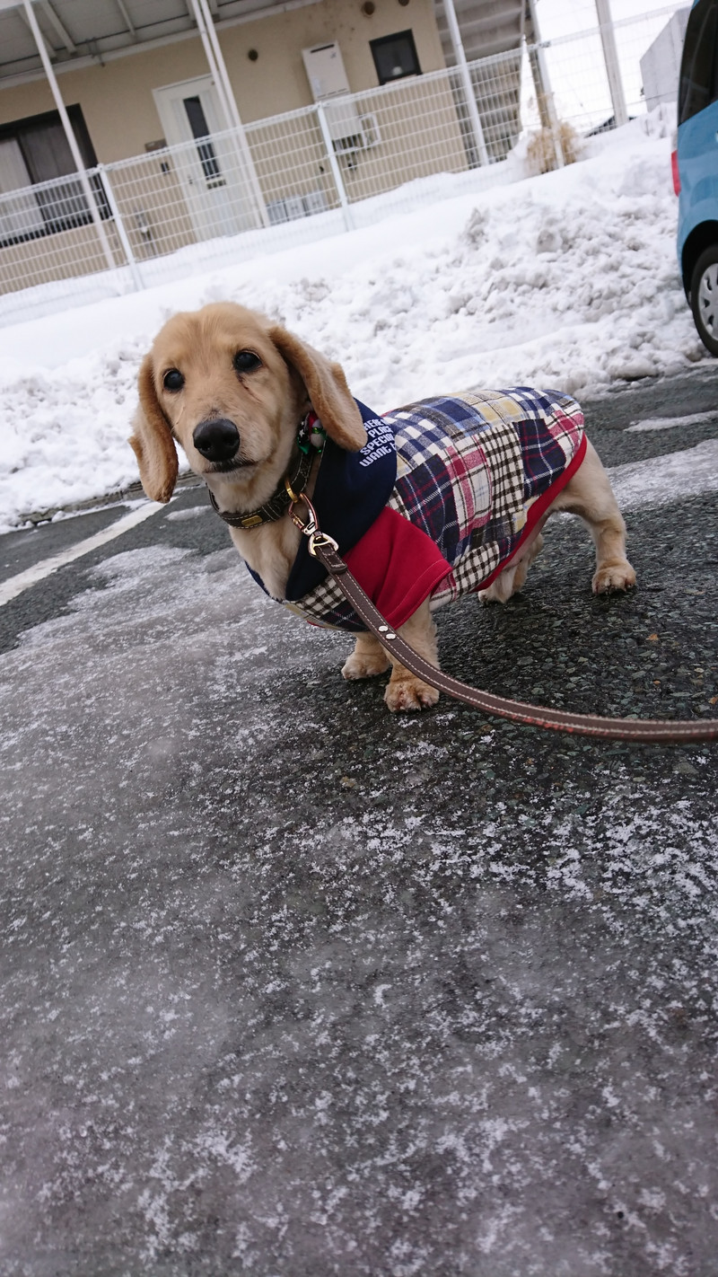ダックスのラックちゃん お泊まりの様子
