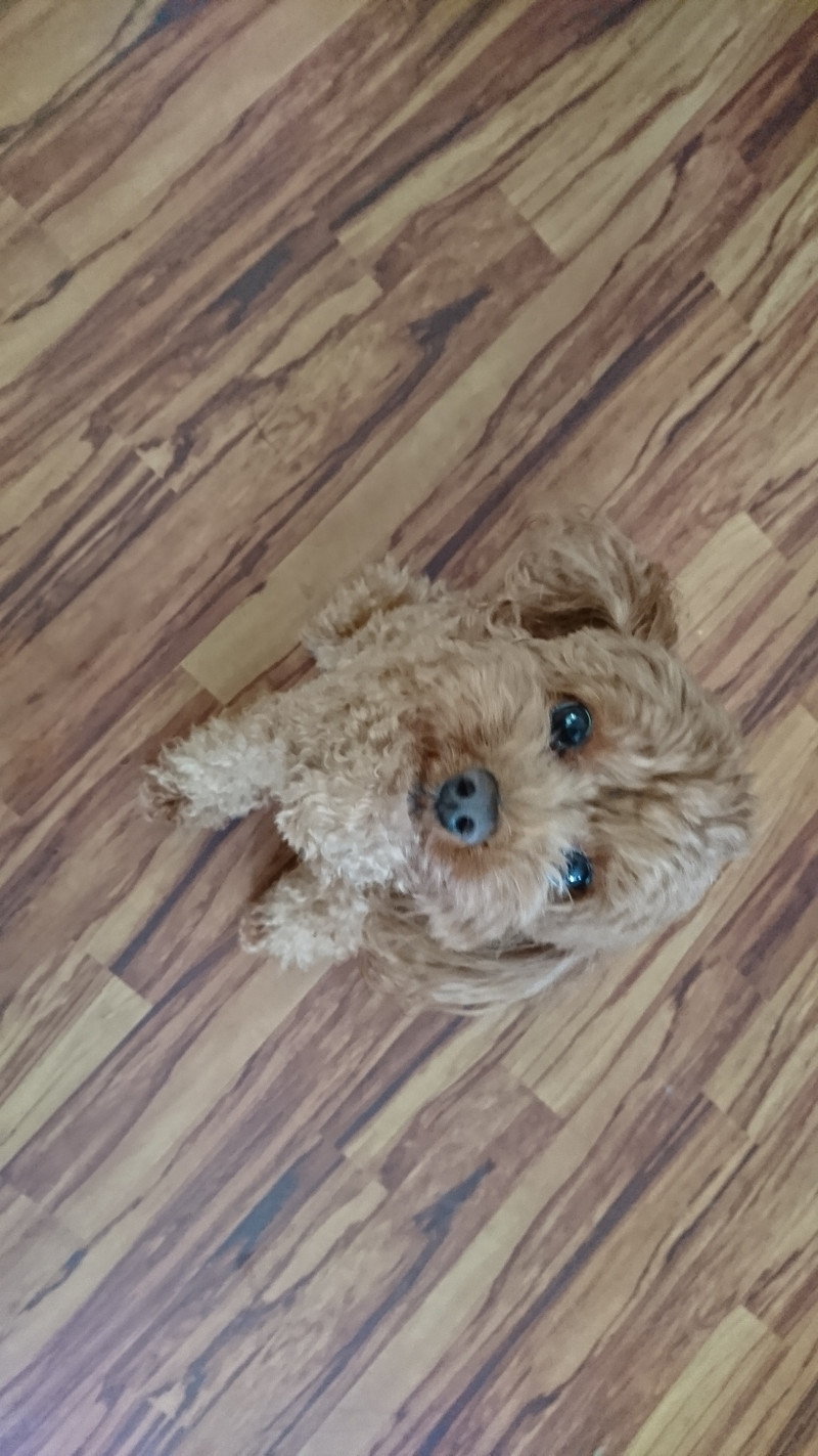 プードルのポップちゃん＆ペリーちゃん お泊まりの様子