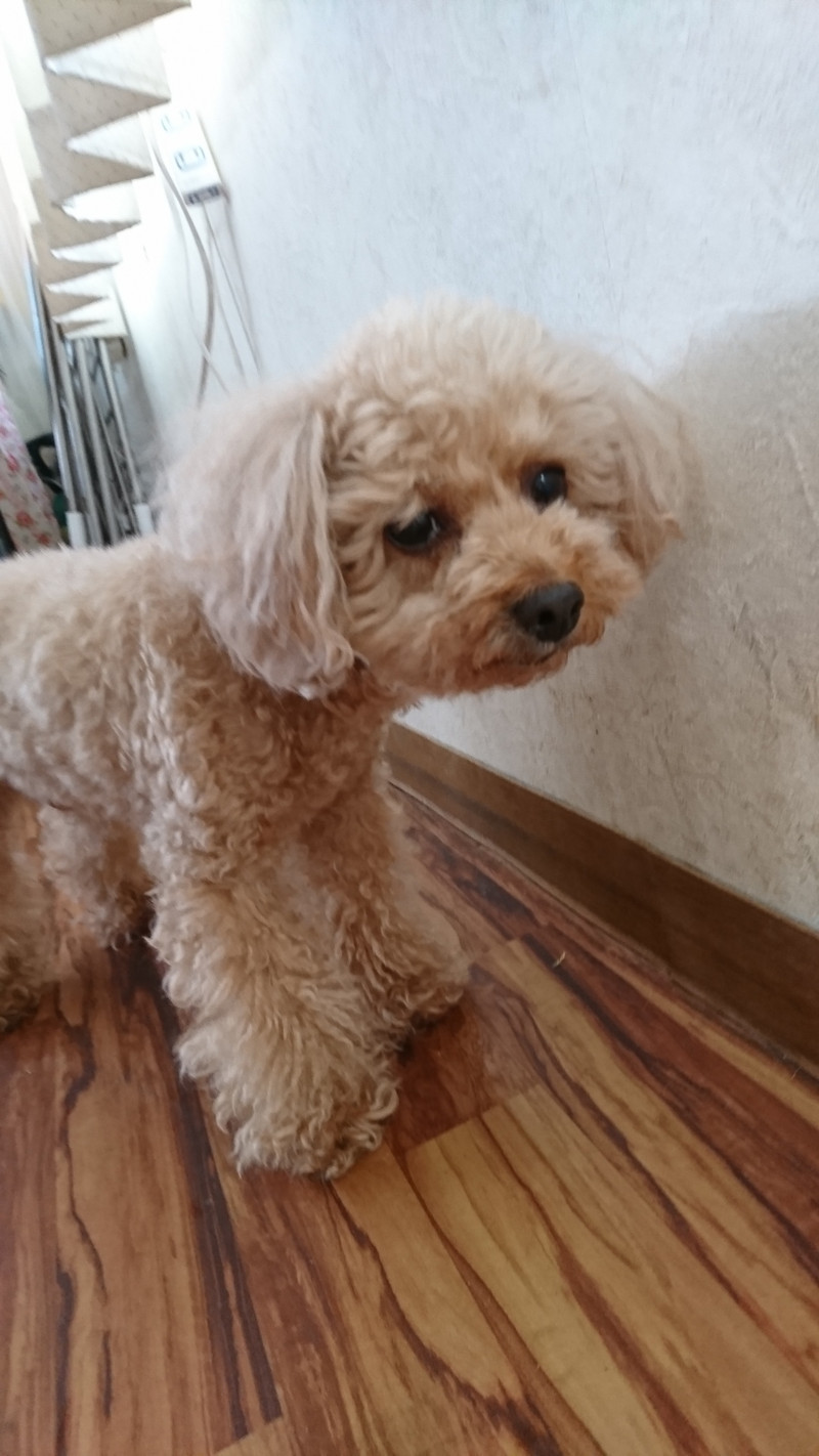 プードルのポップちゃん＆ペリーちゃん お泊まりの様子