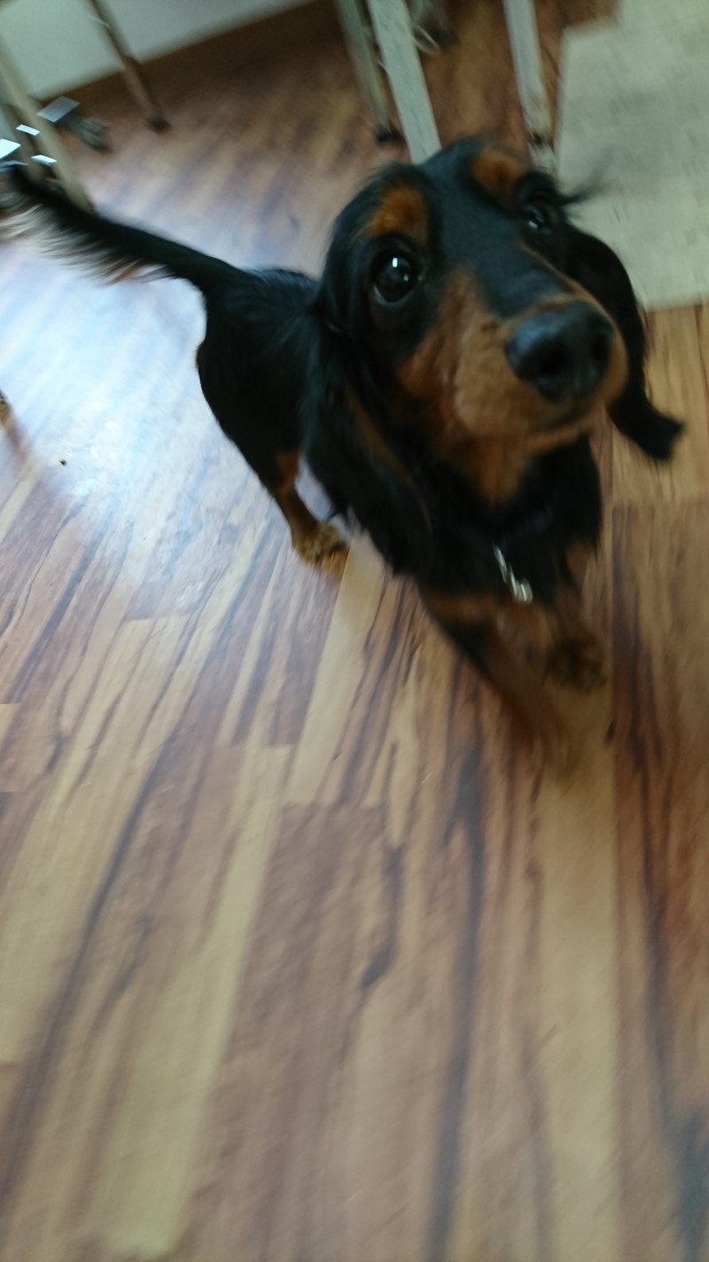 ダックスのルルちゃん お泊まりの様子