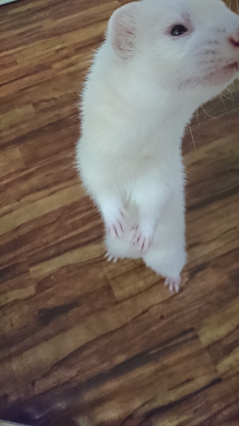 フェレットの梅雨ちゃん お泊まりの様子