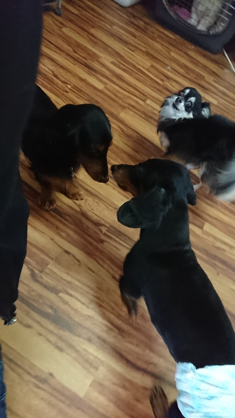 ダックスのレオちゃん＆ラクちゃん お泊まりの様子