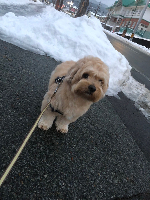 MIX 福ちゃん お泊まりの様子