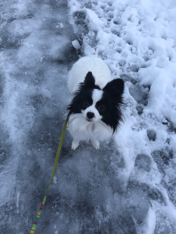 MIX ステラちゃん お泊まりの様子