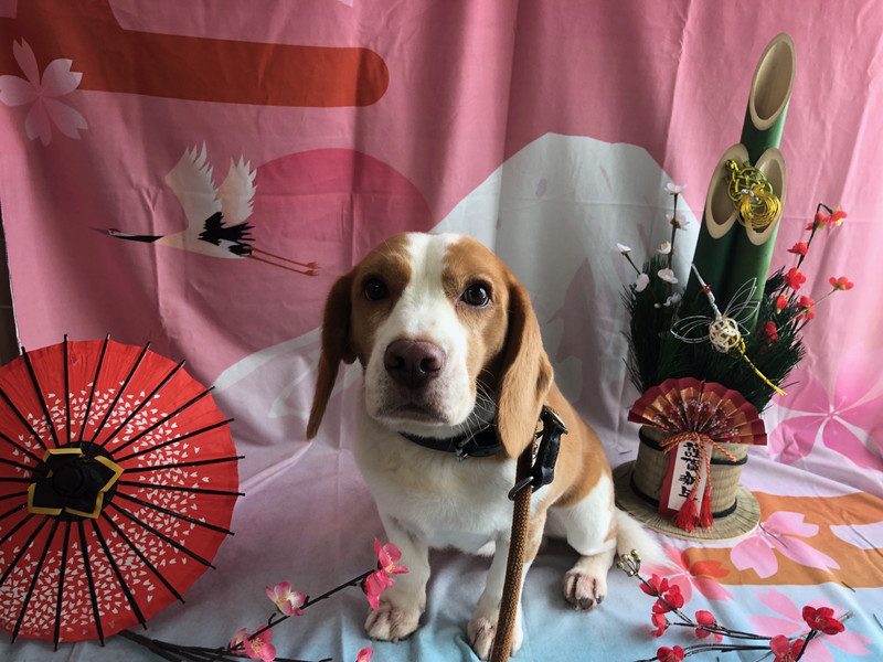 ビーグル クラウンちゃん シャンプーコース