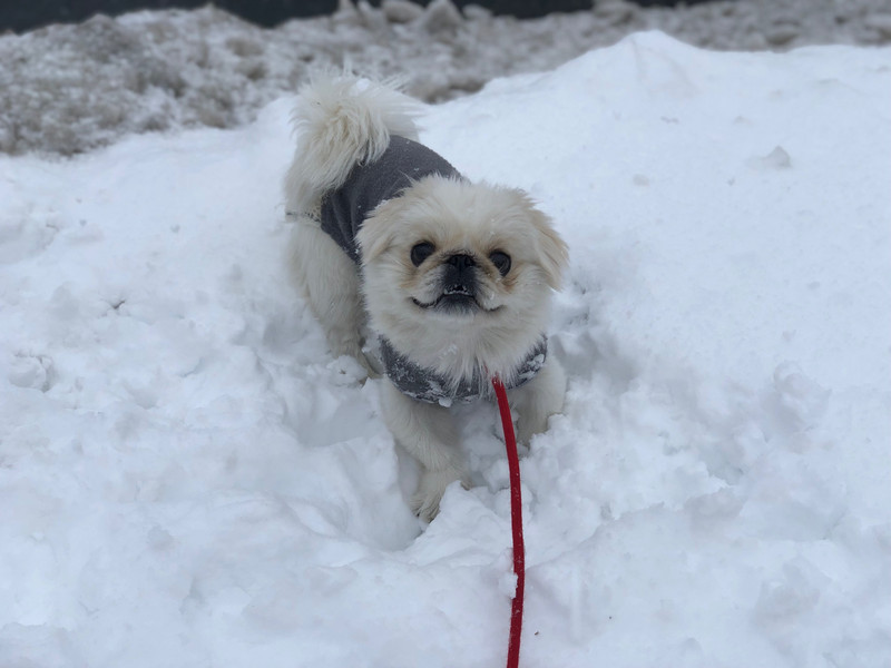 ペキニーズ コタちゃん お泊まりの様子