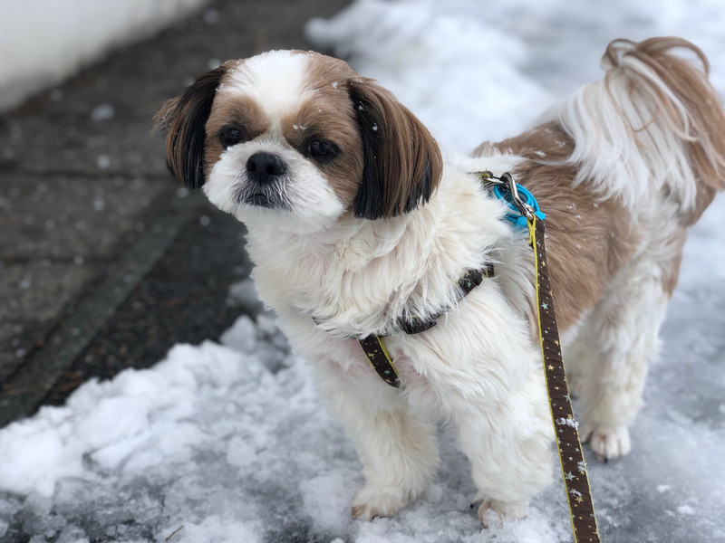 シーズー 空太ちゃん お泊まりの様子
