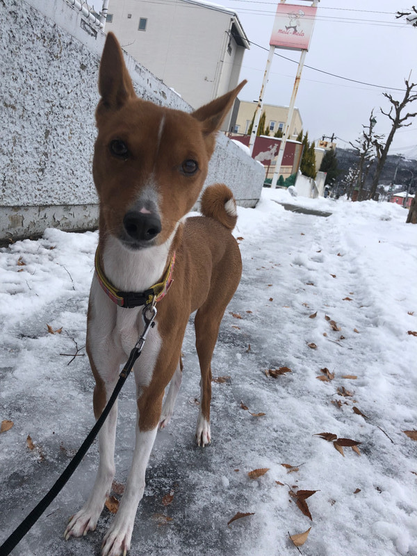バセンジー ガスパールちゃん お泊まりの様子