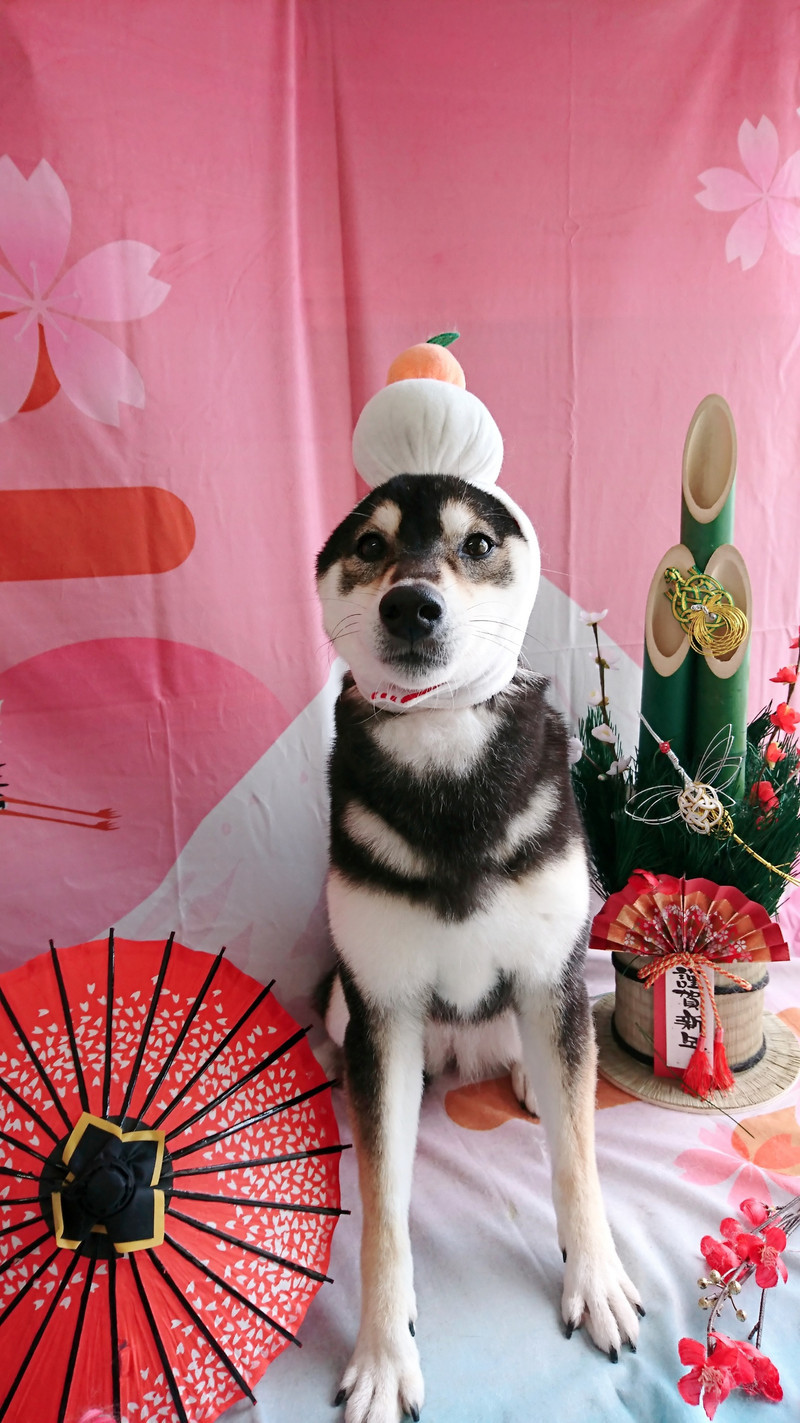 柴のあずきちゃん グルーミングコース