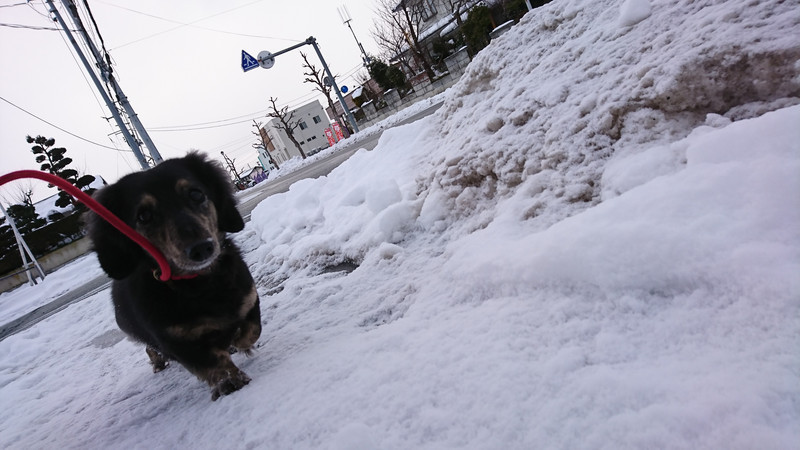 ダックスのルイちゃん お泊まりの様子