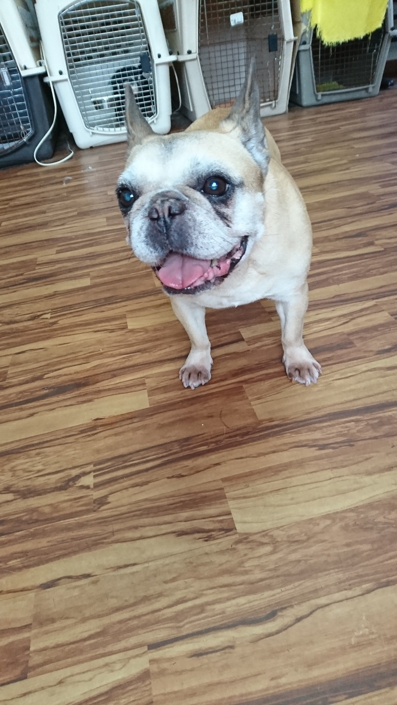 フレブルのあんずちゃん お泊まりの様子