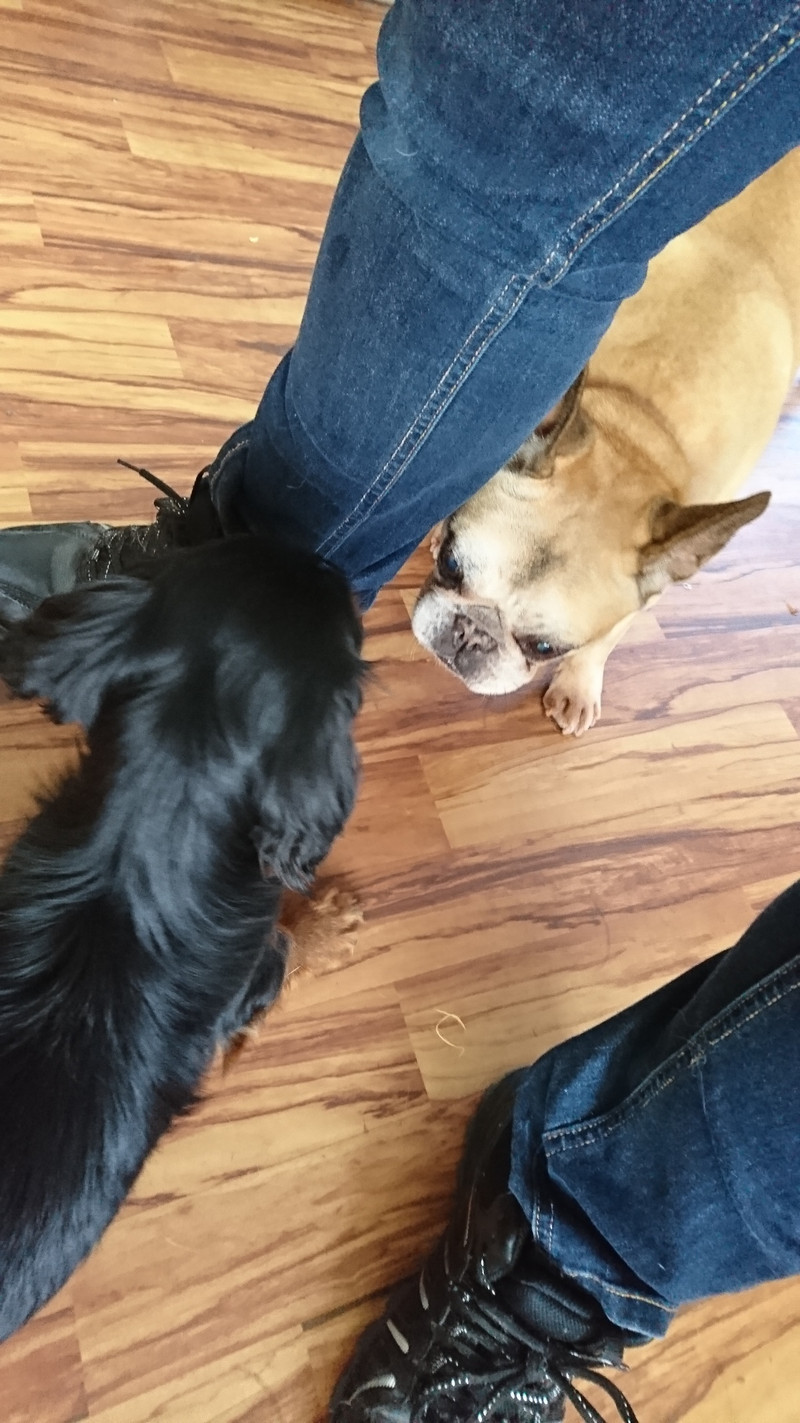 フレブルのあんずちゃん お泊まりの様子