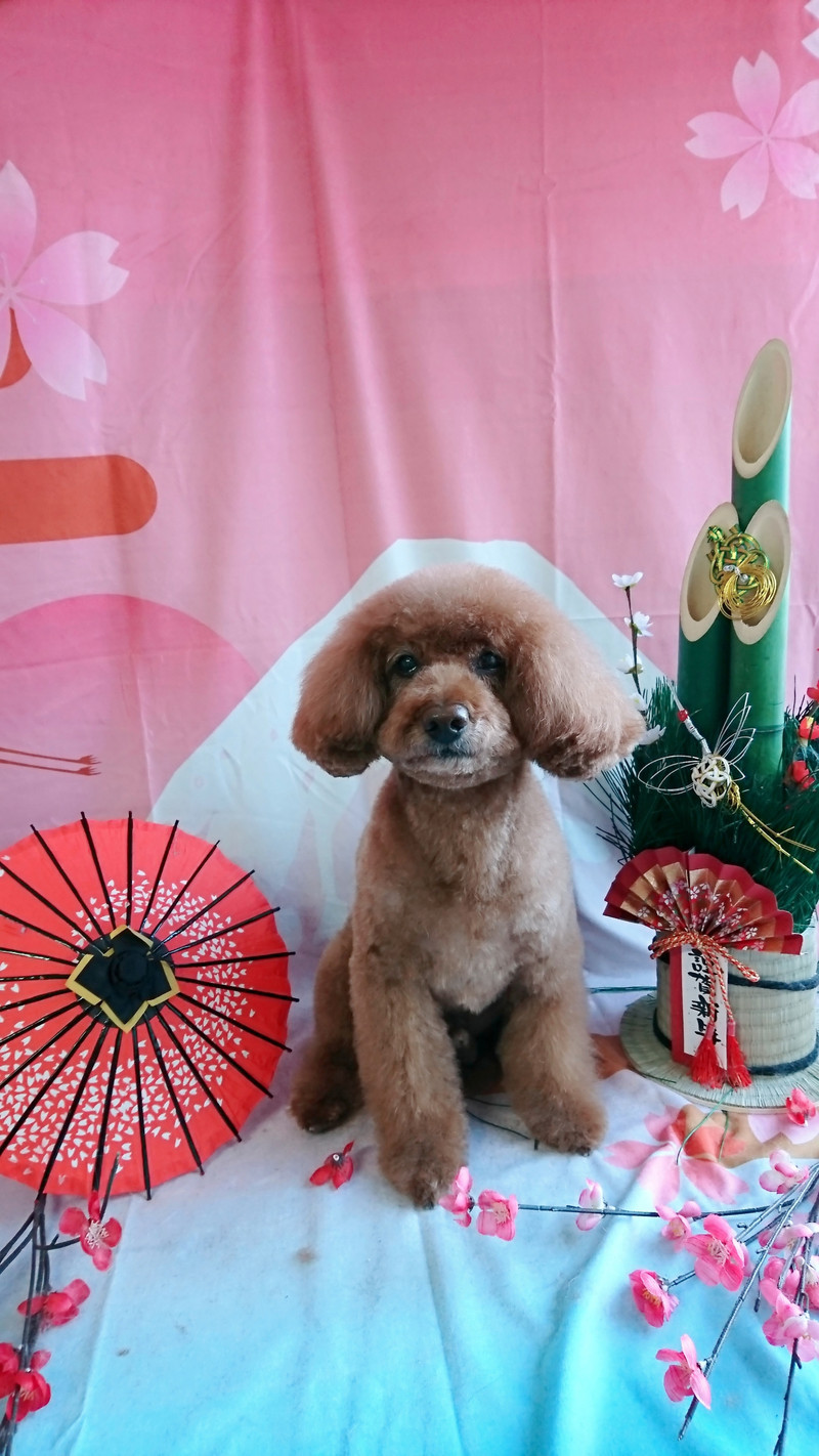 プードルのメイプルちゃん トリミングコース