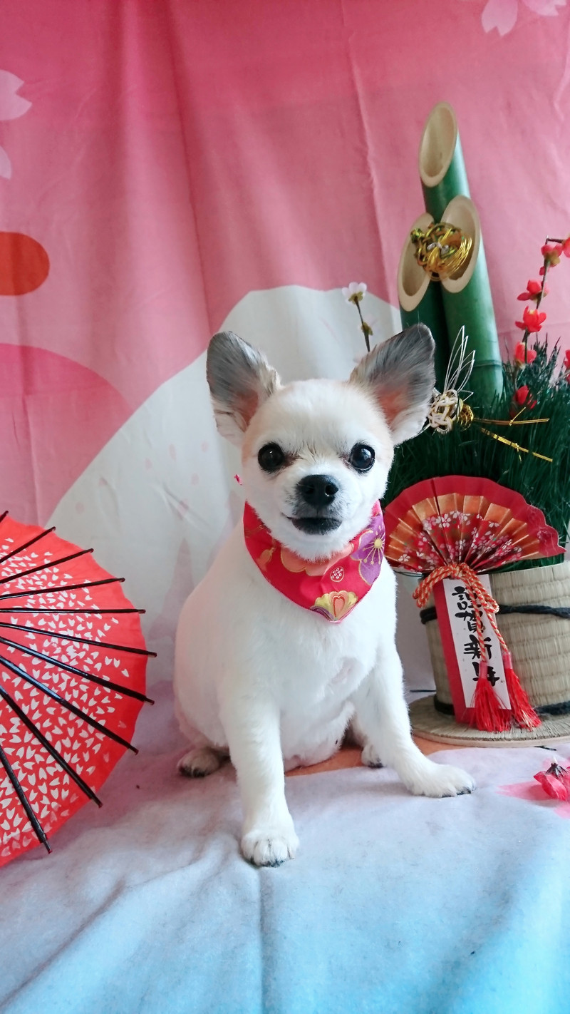 チワワのラブちゃん トリミングコース