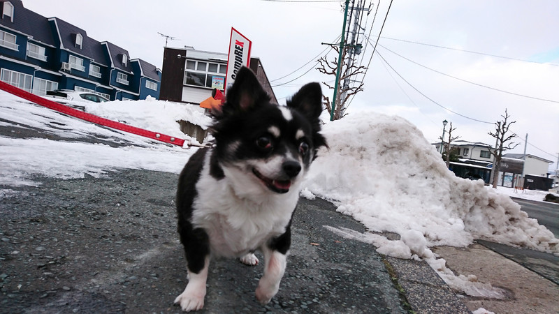 チワワのまるおちゃん お泊まりの様子