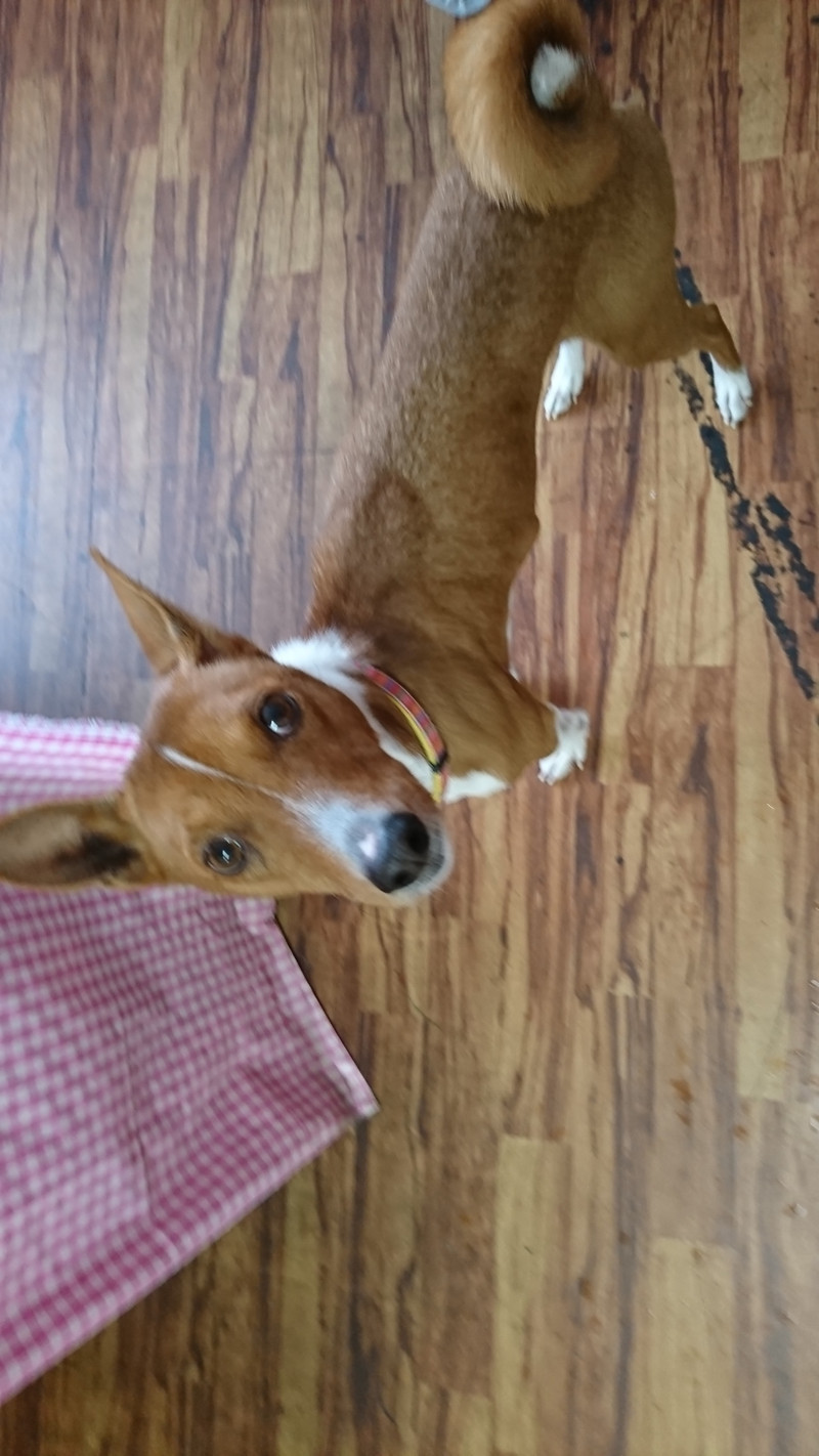 バセンジーのカーネルちゃん お泊まりの様子