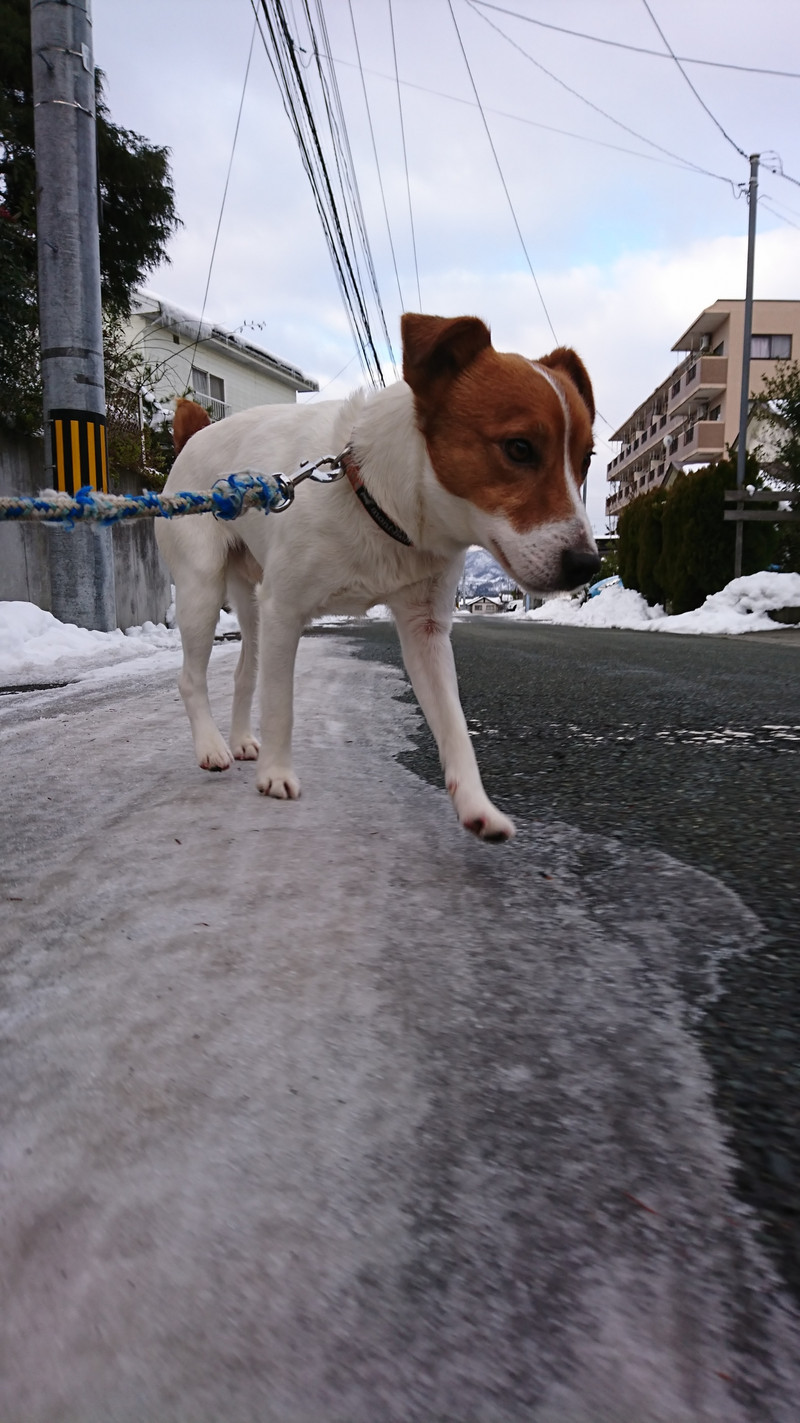 ジャックラッセルのマロンちゃん お泊まりの様子