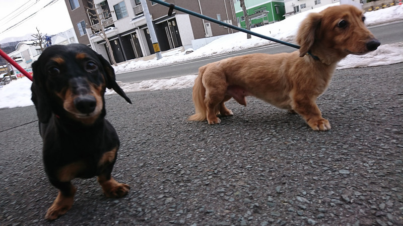 ダックスのレオちゃん&ラクちゃん お泊まりの様子