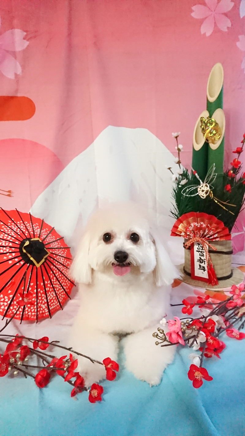 MIXのななちゃん シャンプーコース