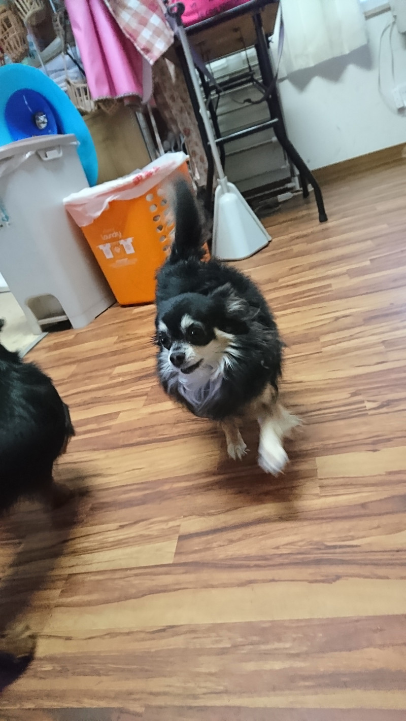 チワワのココアちゃん お泊まりの様子