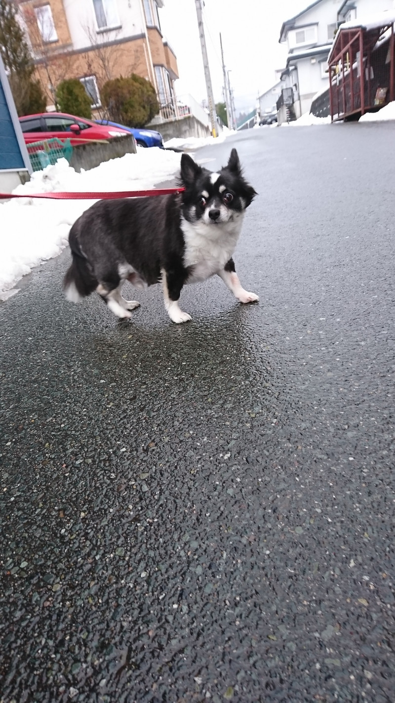 チワワのまるおちゃん お泊まりの様子