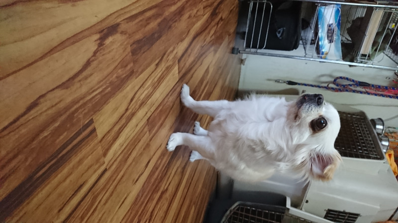 チワワのジョックちゃん お泊まりの様子