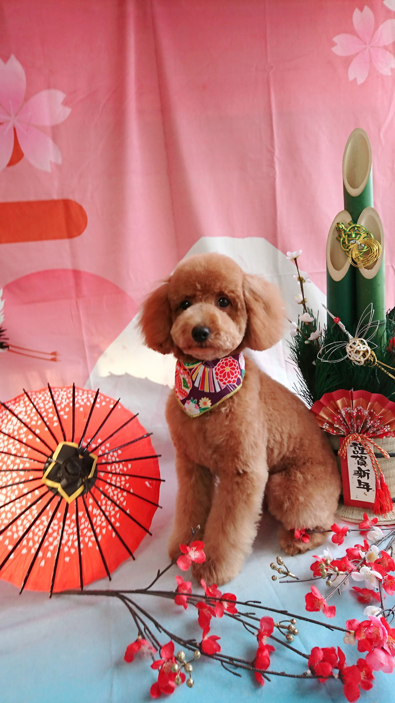 マルチーズ×プードルのキャンディーちゃん トリミングコース デンタル