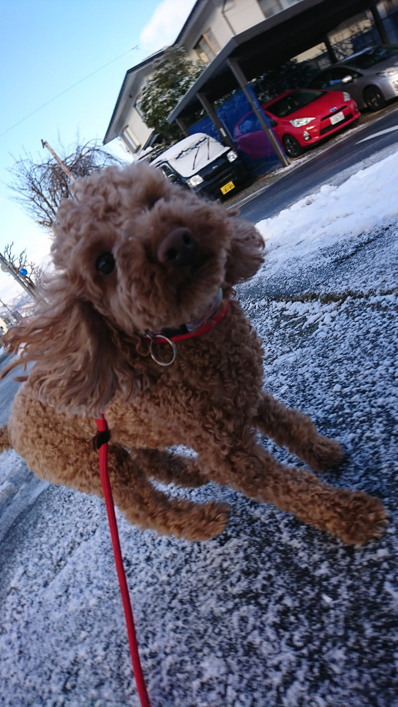 プードルのチョコちゃん お泊まりの様子