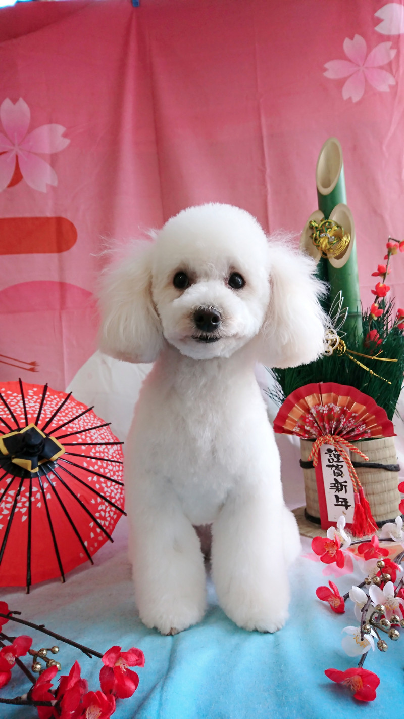 プードルのはるちゃん トリミングコース