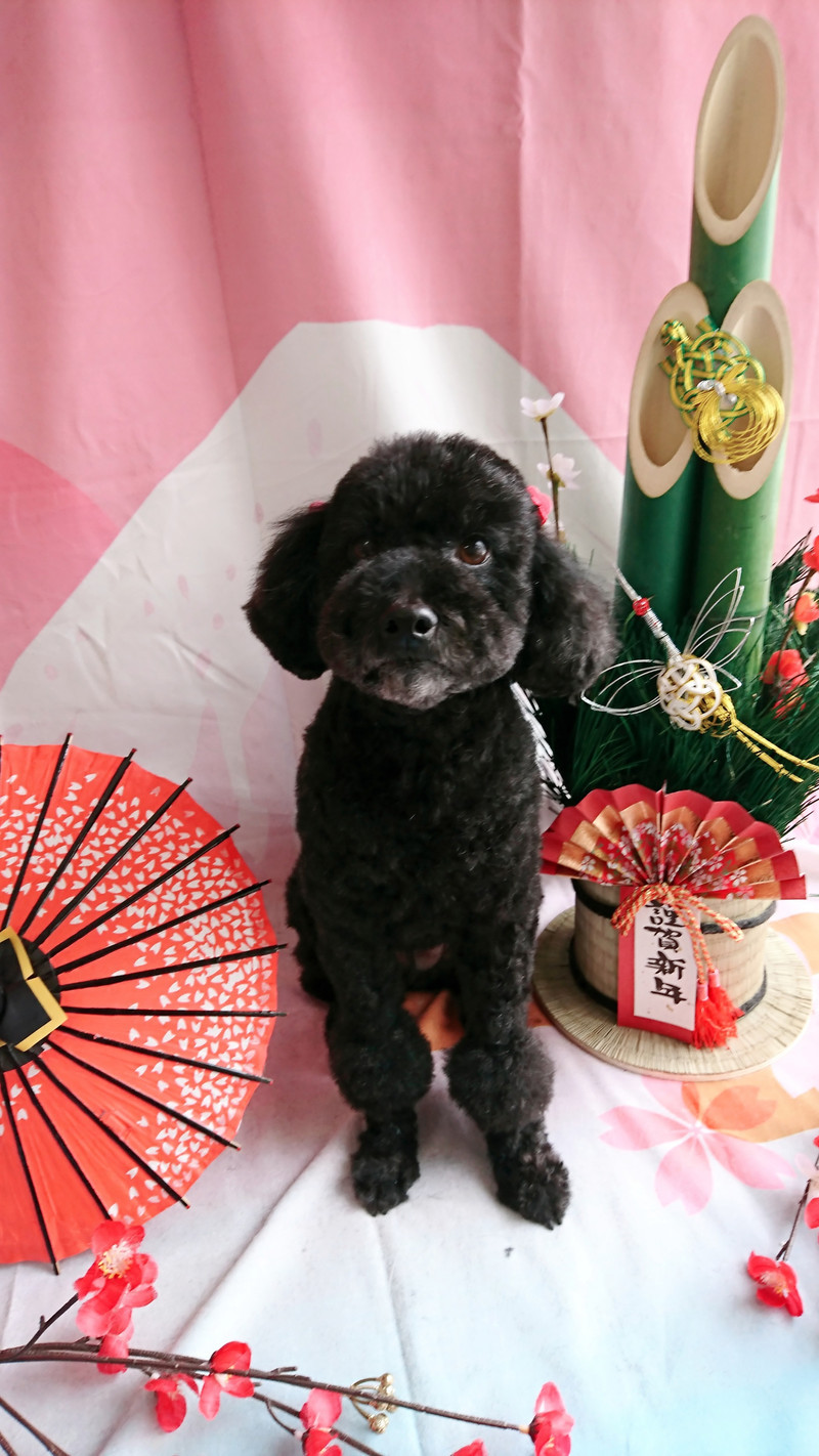 プードルのクールちゃん シャンプーコース