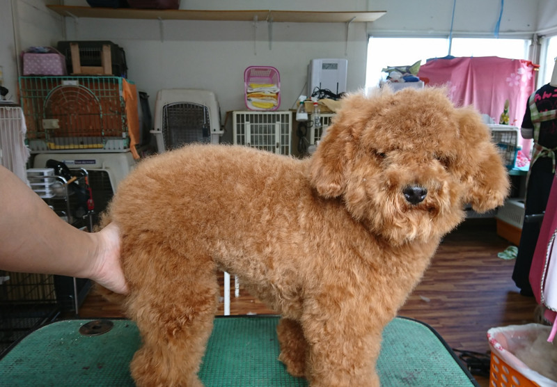 プードルのぷぅちゃん トリミングコース