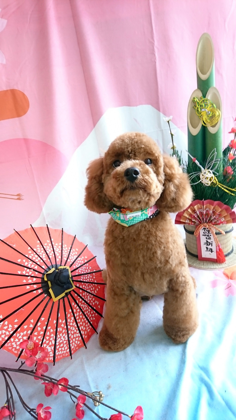 プードルのぷぅちゃん トリミングコース