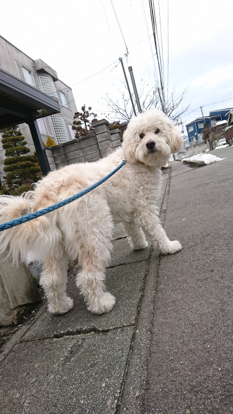 MIXの花ちゃん お泊まりの様子