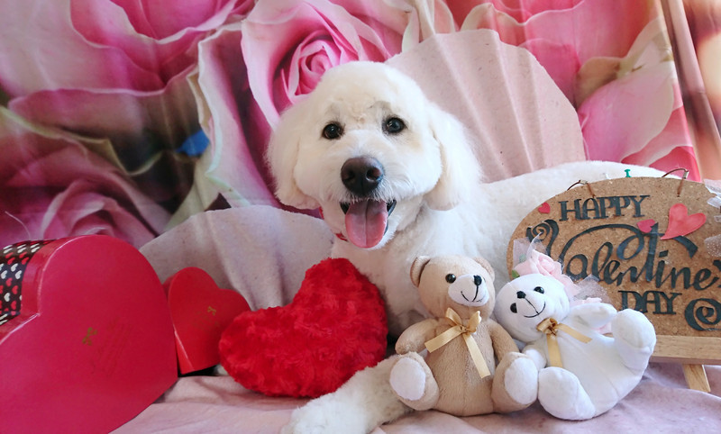 MIXの花ちゃん トリミングコース