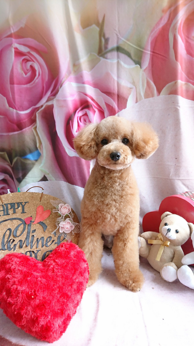 プードルのまるちゃん シャンプーコース デンタル お顔のカット