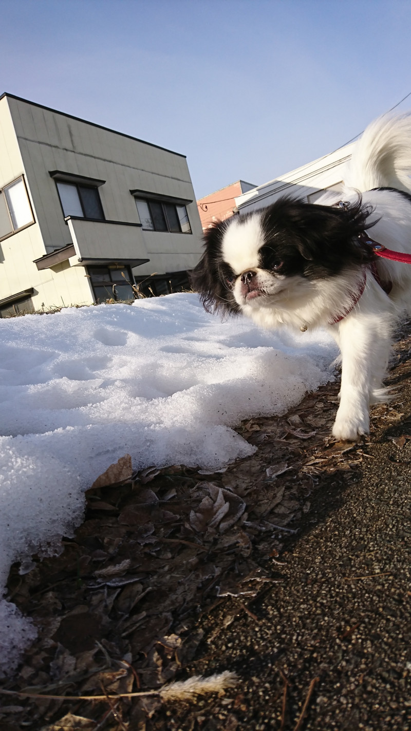 狆の小梅ちゃん お泊まりの様子