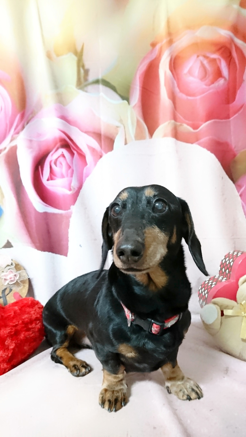 ダックスのアロンちゃん お爪切り おヒゲ切り 肛門腺絞り