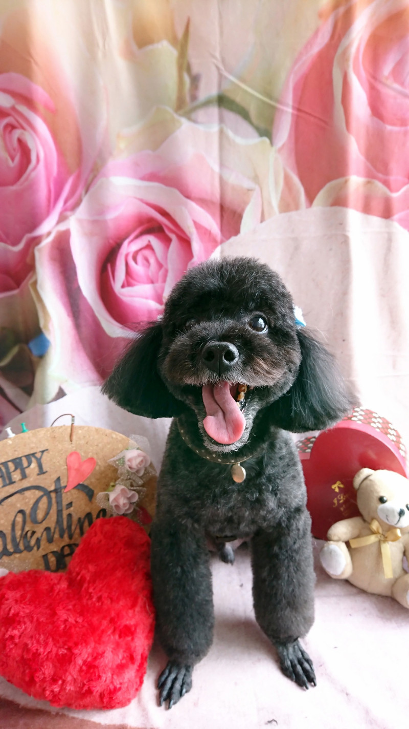 プードルのビビアンちゃん&ココちゃん トリミングコース デンタル