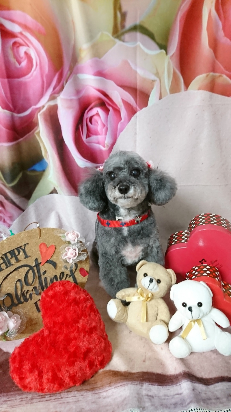 プードルのビビアンちゃん&ココちゃん トリミングコース デンタル