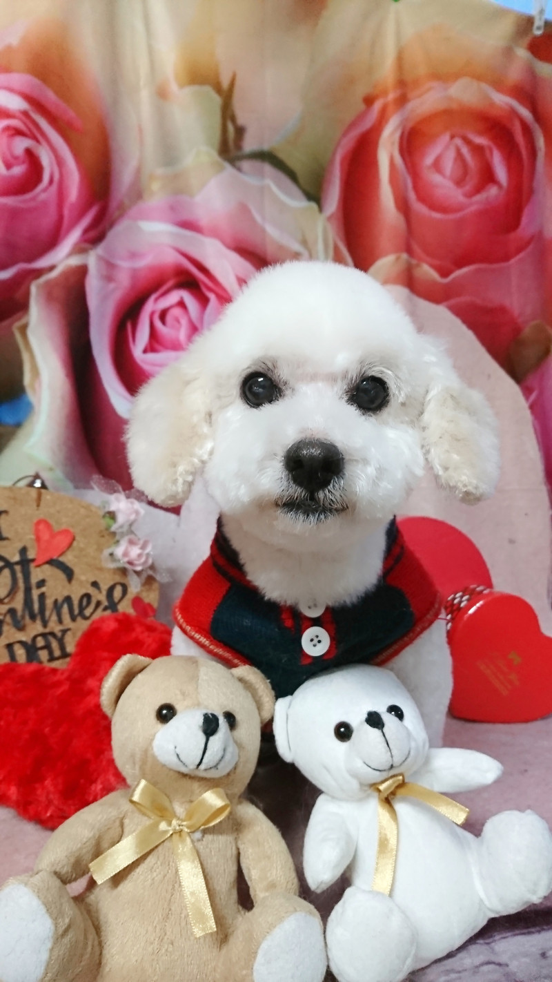 プードルのモモタロウちゃん トリミングコース