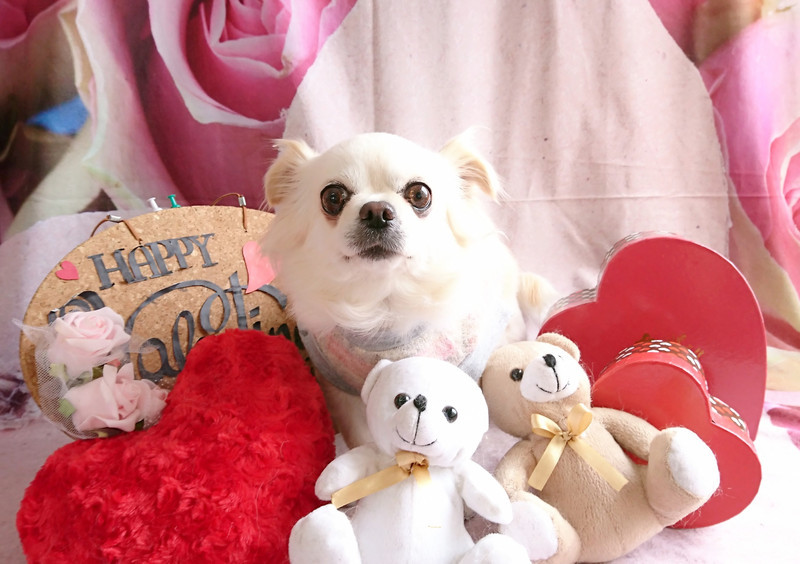 チワワのジョックちゃん お爪切り 足裏のカット