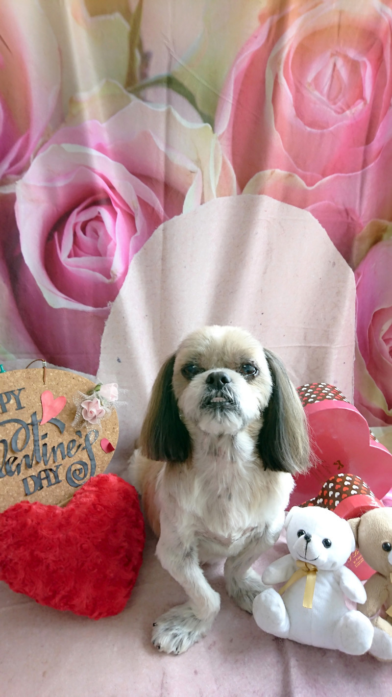 シーズーのクーちゃん トリミングコース