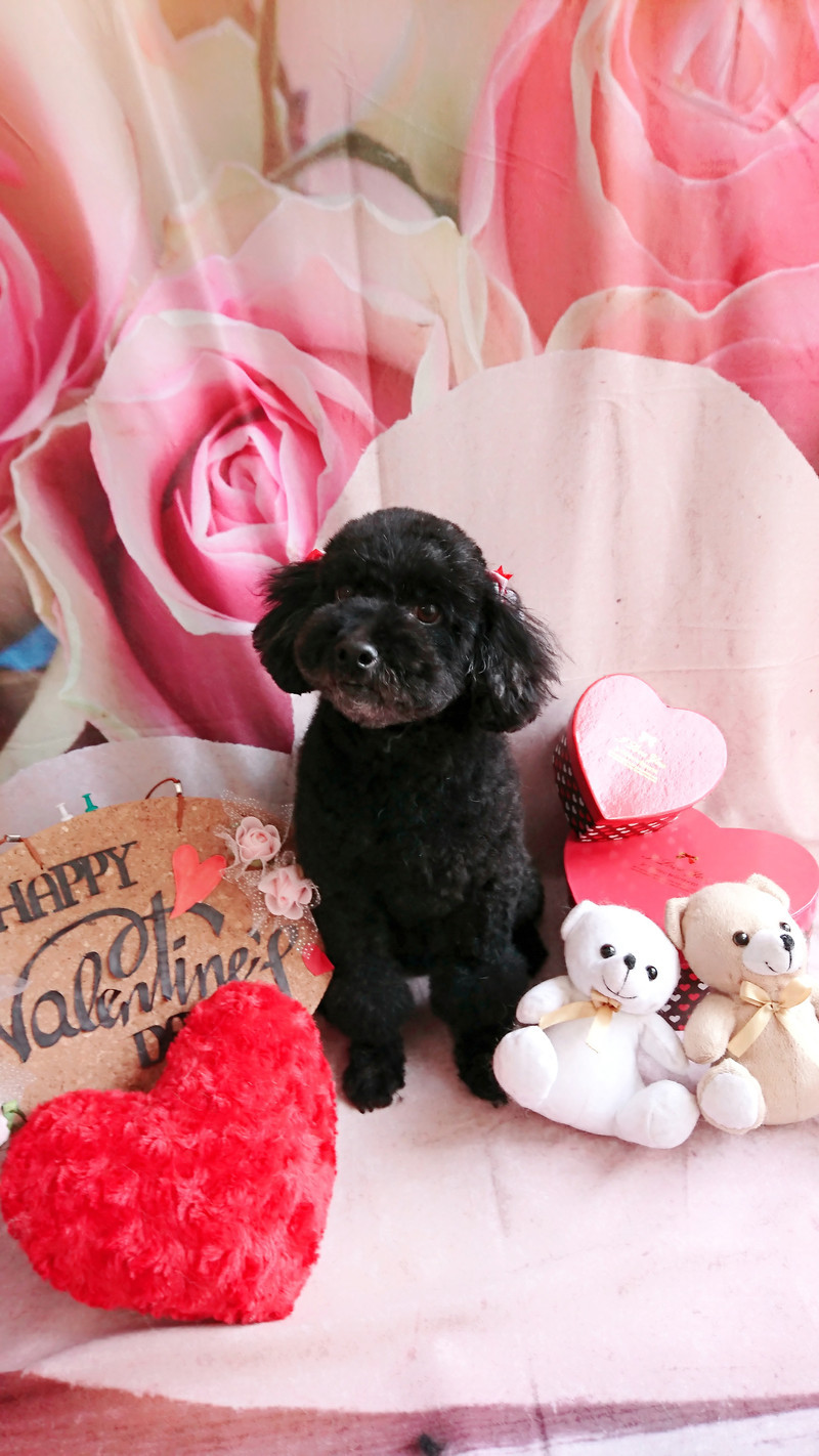 プードルのクールちゃん グルーミングコース